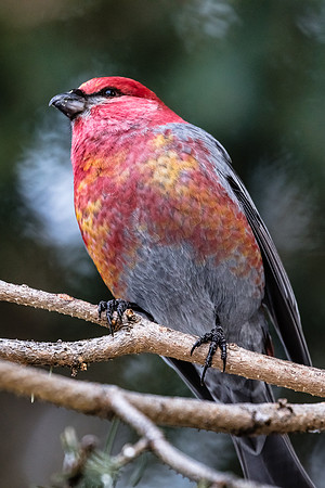 Pine Grosbeak, Northeast Yellowstone