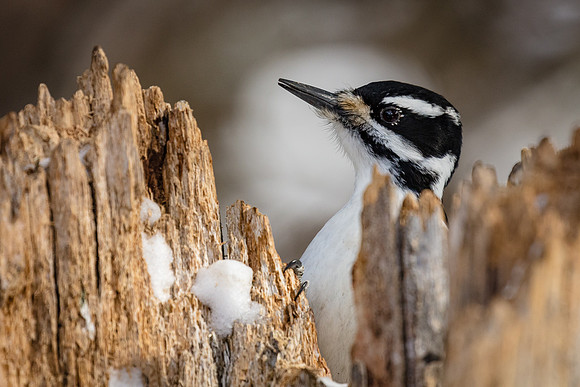 Hairy Woodpecker in Busted Log, Northeast Yellowstone
