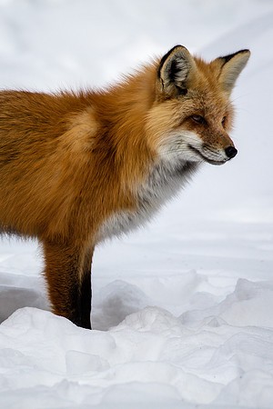 Red Fox Observing, Northeast Yellowstone