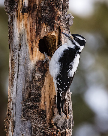 Hairy Woodpecker (Female), Northeast Yellowstone