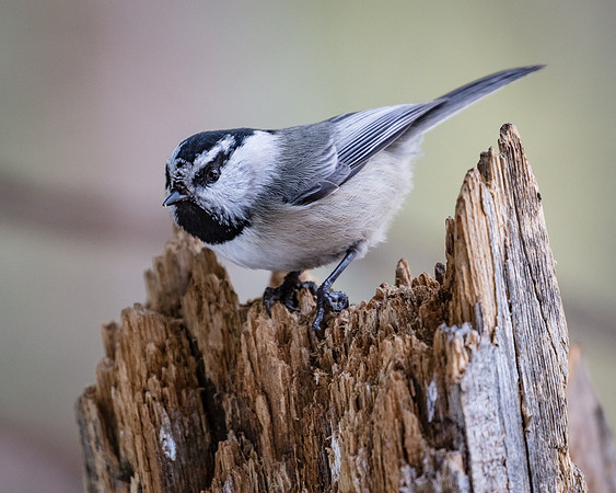 Mountain Chickadee, Northeast Yellowstone