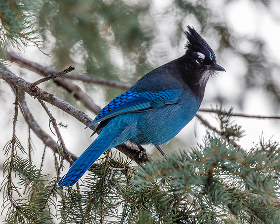 Steller's Jay, Northeast Yellowstone