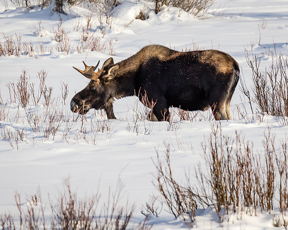 Lamar Valley Moose Grazing, Northeast Yellowstone
