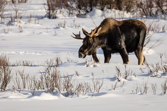 Young Bull Moose, Lamar Valley, Northeast Yellowstone