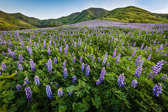 Lupine Patch