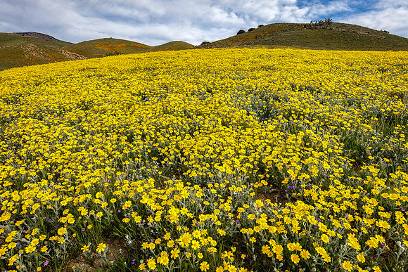 Monolopia Patch, Tejon Ranch