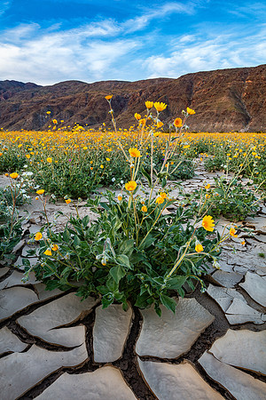 Drying Out, Anza-Borrego