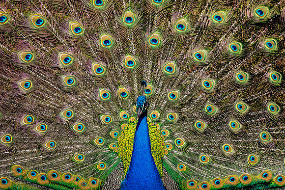 Proud Peacock