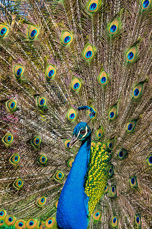 Peacock Profile