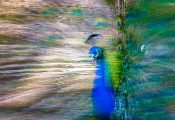 Peacock Abstract