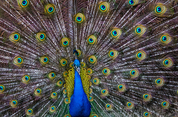 Peacock Backlight