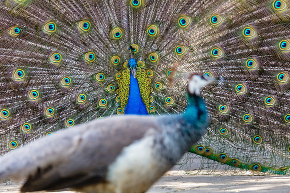 Eye on the Prize