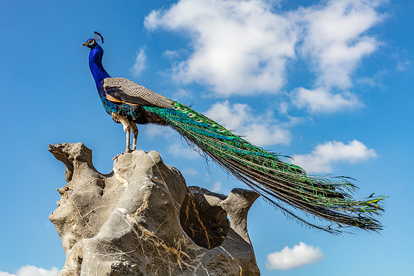 Cock of the Rock