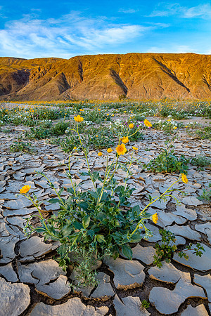Sunflower Sundown, Anza-Borrego