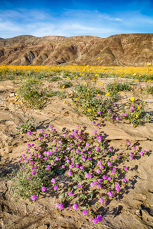 Desert Wash, Anza-Borrego