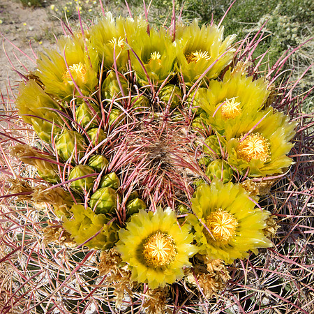 Barrel Cactus, Anza-Borrego