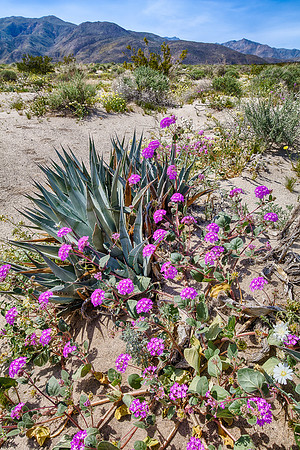 Sand Verbena & Agave, Anza-Borrego