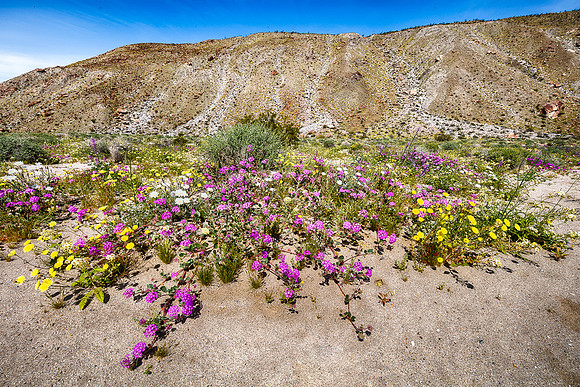 Dune Flowers, Anza-Borrego