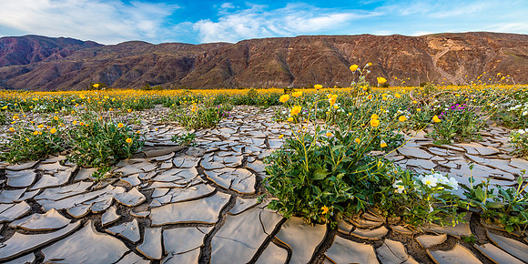 Jigsaw Playa, Anza-Borrego
