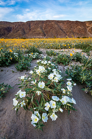Dune Evening Primrose and Desert Sunflowers, Anza-Boreego