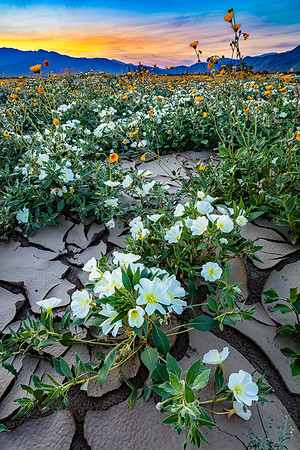 Primrose Twilight, Anza-Borrego
