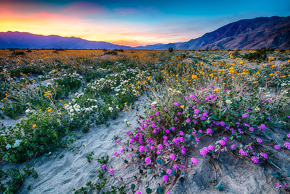 Super-bloom Sunset, Anza-Boreego