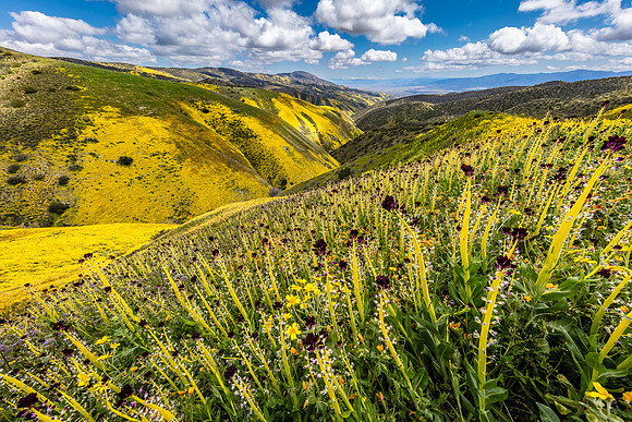 Desert Candle Patch, Caliente Mountains-Carrizo Plain