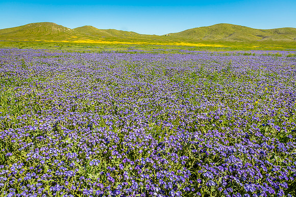 Elkhorn Grade Phacelia Patch, Carrizo Plain