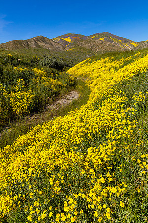 Color Wash, Temblor Range-Carrizo Plain