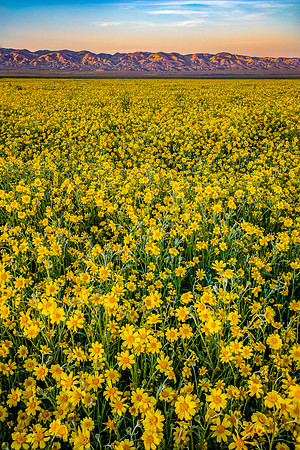 Carrizo Twilight, Carrizo Plain