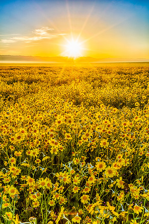 Carrizo Sunrise, Carrizo Plain