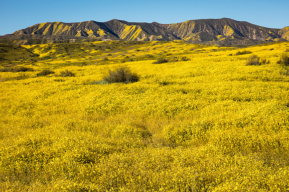 Goldfields of the Caliente's, Carrizo Plain