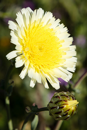 Desert Dandelion, Carrizo Plain