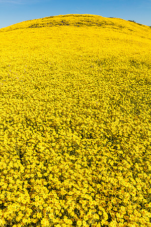 Daisy Hilltop, Caliente Mountain Foothills-Carrizo Plain