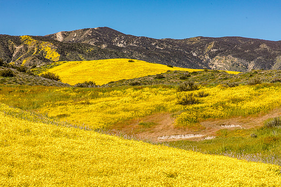 Golden Foothills, Caliente Mountains-Carrizo Plain