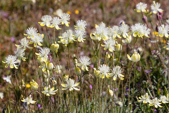 Cream Cups, Carrizo Plain