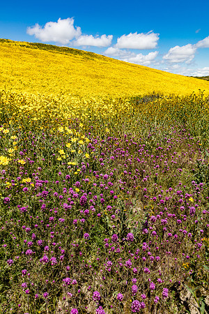 Owl's Clover and Daisies, Caliente Mountain Foothills-Carrizo Plain