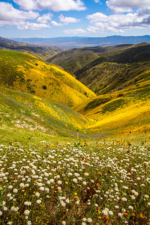 Pincushion Patch, Caliente Range-Carrizo Plain