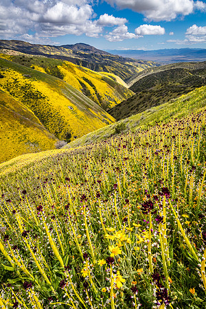 Desert Candles, Caliente Mountains-Carrizo Plain