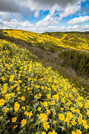 Hillside Daisies, Caliente Mountains-Carrizo Plain