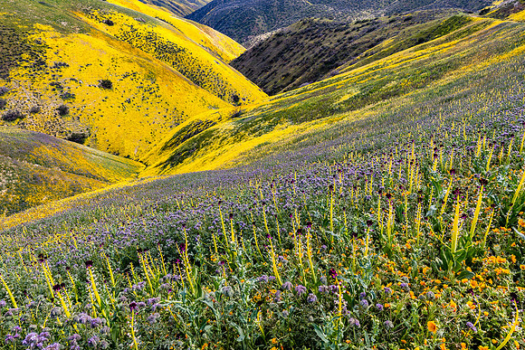Blazing Stars, Lacy Phacelia, Desert Candles & Hillside Daisies, Caliente Mountains-Carrizo Plain