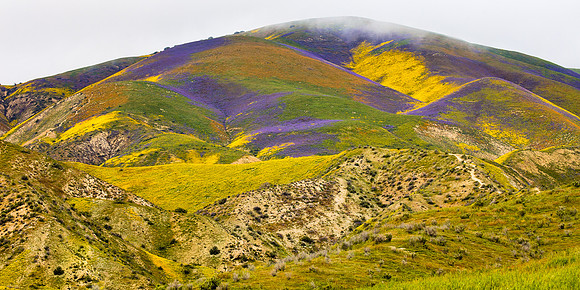 Color Splash, Temblor Mountains-Carrizo Plain