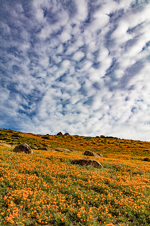 Popcorn Clouds & Poppies, Tejon Ranch