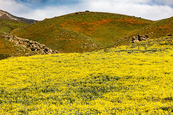 Monolopia and Distant Poppies, Tejon Ranch