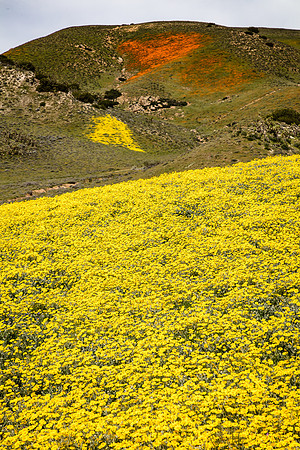 Color Patches, Tejon Ranch