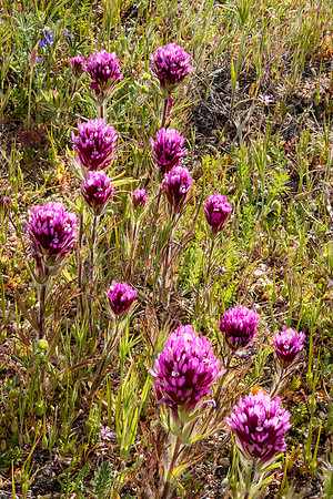 Owl's Clover, Tejon Ranch