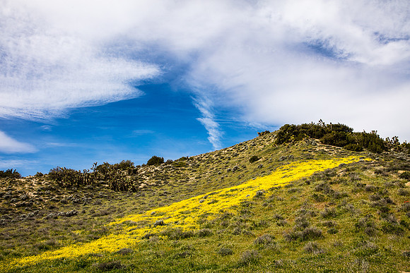Yellow Stroke, Tejon Ranch