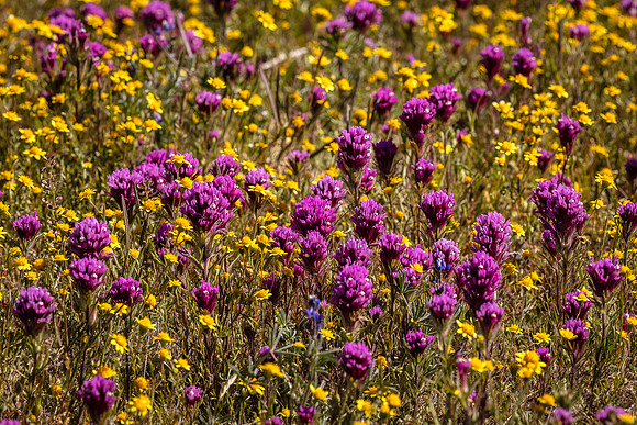 Owl's Clover and Goldfields, Antelope Valley