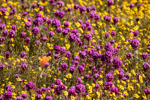 Lone Poppy, Antelope Valley