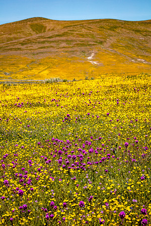 Color Pataches, Antelope Valley